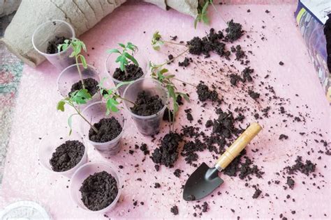 Pl Ntulas Proceso De Trasplante De Pl Ntulas De Tomate Pl Ntulas