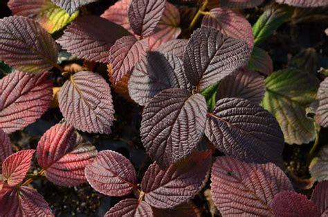 OPENING DAY™ DOUBLEFILE VIBURNUM – Wilson Nurseries