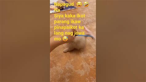 Sige Umikot Kapa 😄 🤣 Short Cutecats Shortvideo Youtube