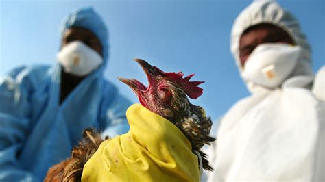 Bird Flu Outbreak 2024 South Africa Reta Laetitia