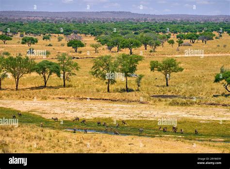 wild african savanna with animals Stock Photo - Alamy