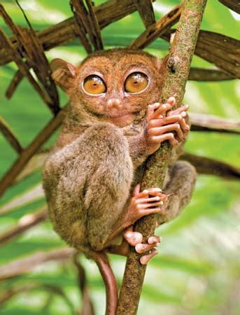 Tarsier Mga Hayop Ng Pilipinas 6000 The Best Porn Website