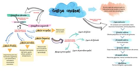 Mapa Conceptual De Corteza Cerebral Esquemas Y Mapas Conceptuales De Anatomía Docsity