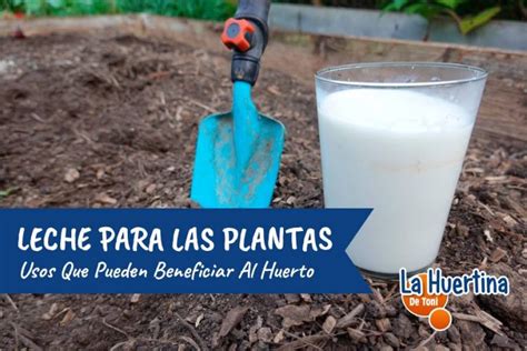 Leche Para Las Plantas Usos Que Pueden Beneficiar Al Huerto