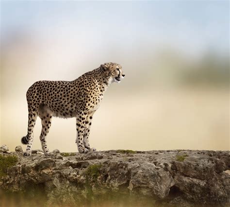 Big Cats Cheetahs Hd Wallpaper Rare Gallery