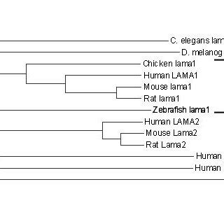 Phylogenetic Tree Analysis Of The Laminin Alpha Proteins The Zebrafish