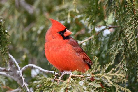 Close Up Of A Male Northern Cardinal Bird Stock Photo Image Of