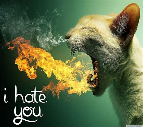 I Hate You Wallpaper Mobile