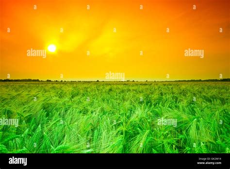 agriculture farming grain stock photo alamy