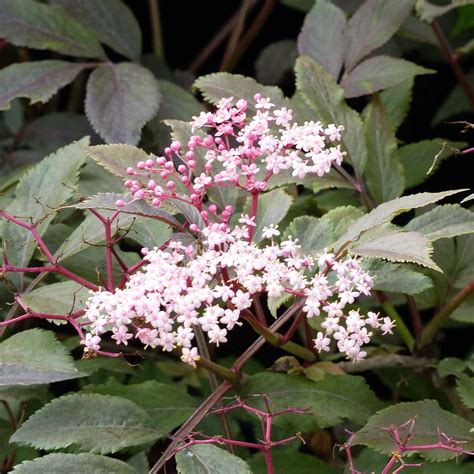 Sambucus Nigra Thundercloud Sureau à Feuilles Rouge Pourpre à Noir