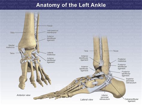 Anatomy of the Left Ankle - TrialQuest Inc.