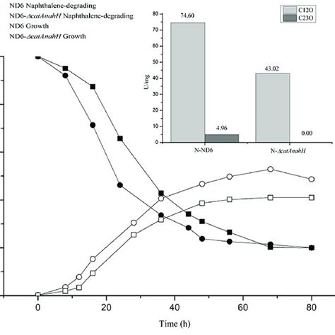 Naphthalene Degradation Phenotype And Catechol Dioxygenase Enzyme