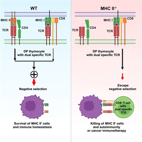 Mhc Class Ii Regulation Of Cd8 T Cell Tolerance And Implications In