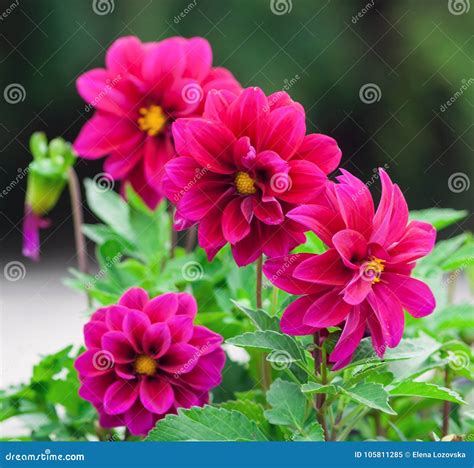 Bright Dark Pink Dahlias Grow In The Park Stock Image Image Of Grow