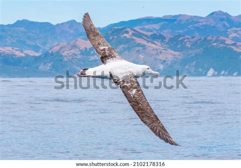 2,984 New Zealand Albatross Images, Stock Photos, 3D objects, & Vectors | Shutterstock