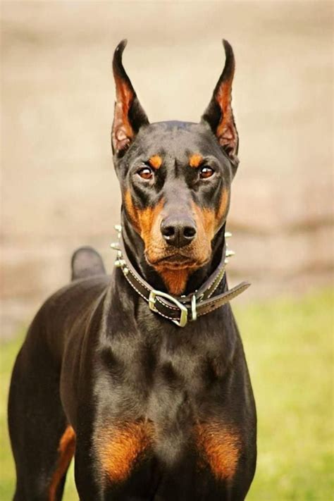 Doberman Pinscher Dog Doberman Puppy Doberman Puppies For Sale Dogs