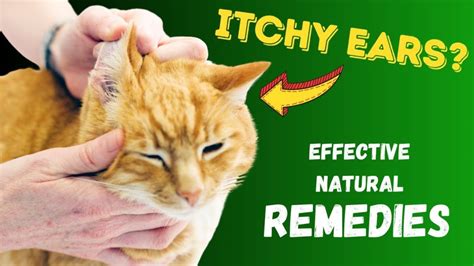 Cat Ear Infection Home Remedy Quick Relief Tips Foods Remedy