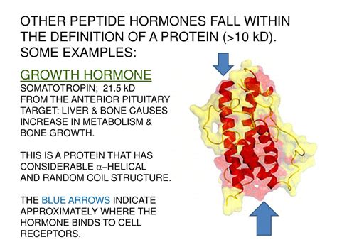 PPT - PEPTIDE HORMONES & HORMONES THAT USE CELL SURFACE RECEPTORS ...