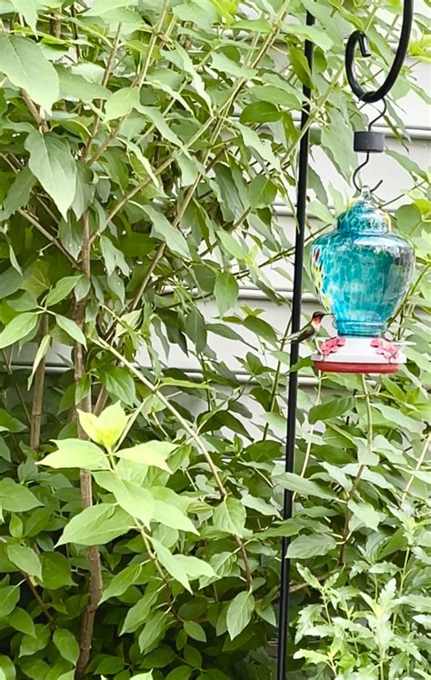 Attract Hummingbirds Instantly Easy Diy Hummingbird Nectar Recipe