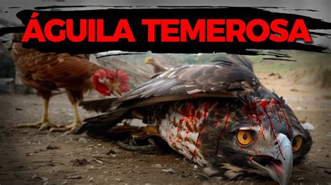 Eres un Águila Temerosa y No lo Sabes YouTube