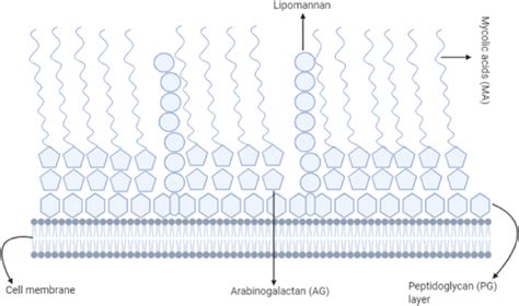 Cell wall composition of Mycobacterium tuberculosis that provides a... | Download Scientific Diagram