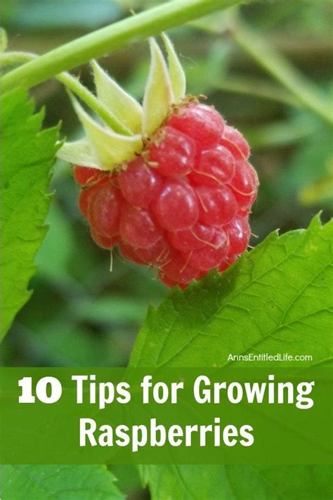 How To Maintain A Raspberry Patch How To Prune Raspberry Plants Artofit