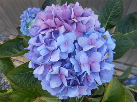 Hydrangea Macrophylla Lets Dance Diva Blue Sky Nursery