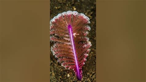 Cnidaria | Coelenterata Examples | Portuguese man-of-war, Sea anemone ...