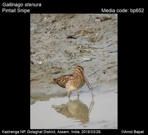 Gallinago Stenura Bonaparte 1831 Pintail Snipe Birds