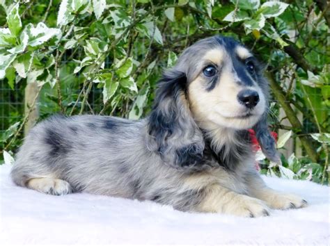 Meet The Adorable Brindle Long Haired Mini Dachshund Your Heart Will