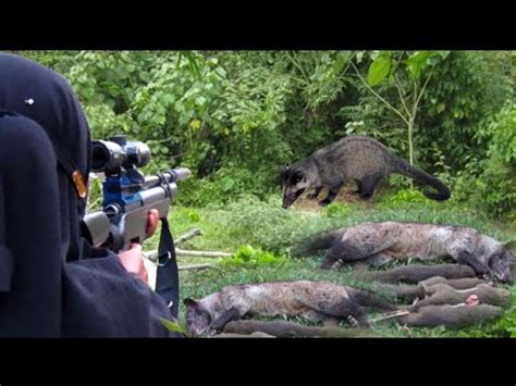 Full Tembak Musang Di Spot Biawak Jumbo Poin Luar Biasa Satu Mimis Satu