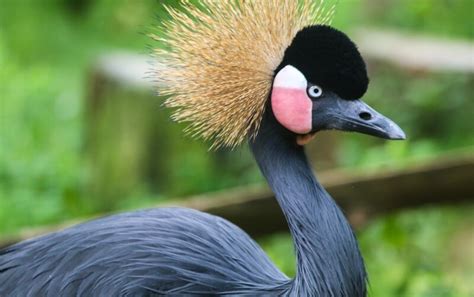 West-African Black Crowned Crane - Roger Williams Park Zoo