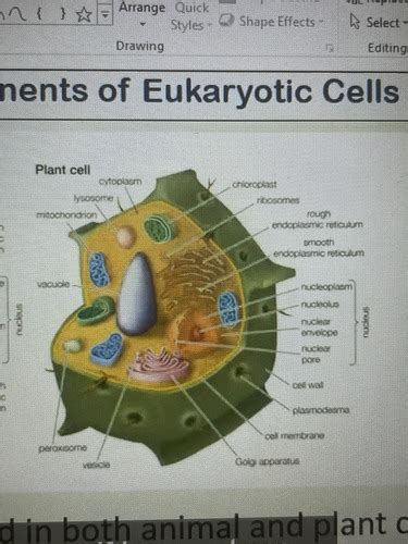 Chapter 3 Cell Structure And Function Flashcards Quizlet