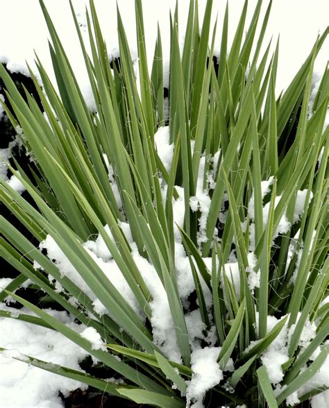danger garden: Another Yucca filamentosa is my favorite plant in the