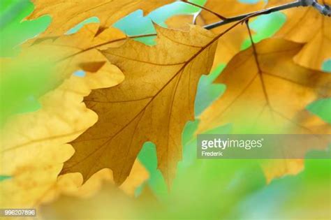 455 Red Oak Leaf Stock Photos High Res Pictures And Images Getty Images