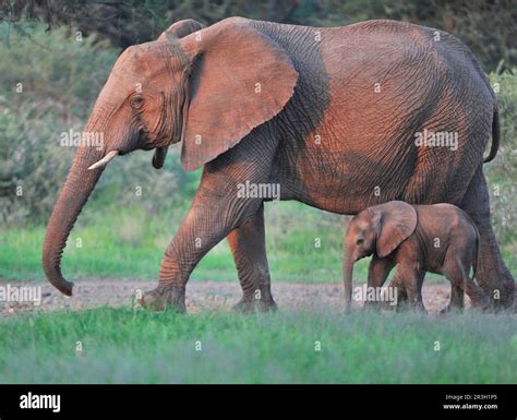 African Elephant Loxodonta Africana Elephant Elephants Mammals