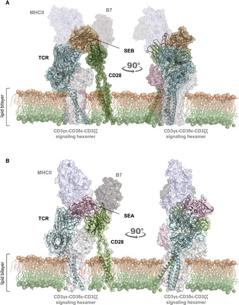 Frontiers Bivalent Binding Of Staphylococcal Superantigens To The Tcr