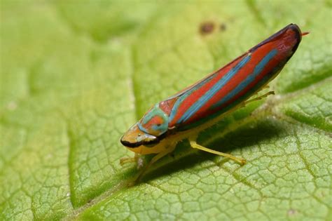 All About Bugs: True Bugs - Brooklyn Botanic Garden