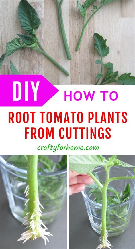 How To Root Tomato Plants From Cuttings Tomato Plants Tomato