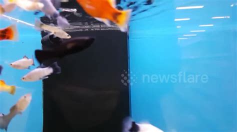 Swimming Fish In Pet Store Buy Sell Or Upload Video Content With