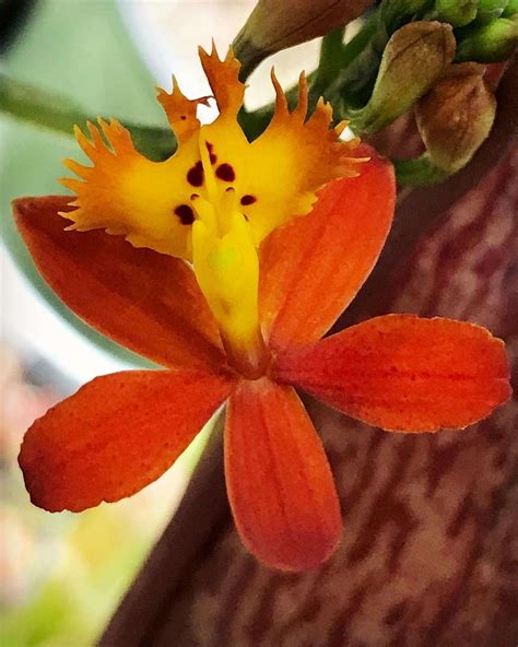 Epidendrum Radicans Carnivorous Plant Resource