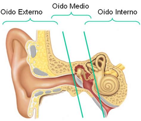 CUÁL ES EL HUESO MÁS PEQUEÑO DEL CUERPO HUMANO ESTRIBO DON SOPLÓN