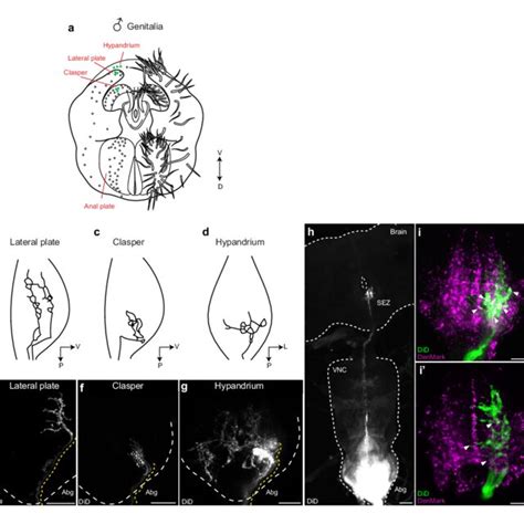 Sexually Dimorphic Dsxglutamatergic Neurons Control Genital Coupling Download Scientific