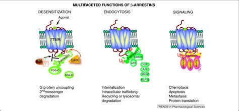 β Arrestin Mediated Receptor Trafficking And Signal Transduction