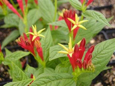 Spigelia Marilandica Spigelia Marilandica From Plantworks Nursery