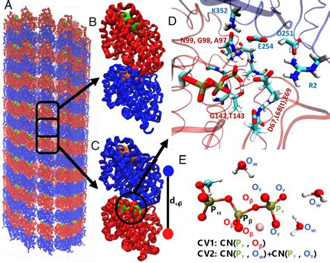 Unveiling The Catalytic Mechanism Of Gtp Hydrolysis In Microtubules Pnas