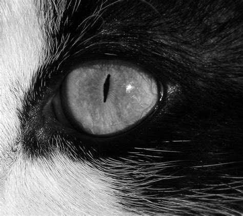 Cats Eye Black N White Cats Black