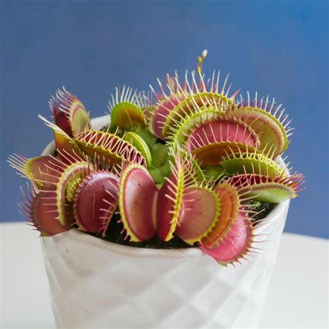 Venus Flytrap (Dionaea muscipula) Guide | Our House Plants