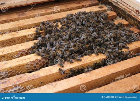 How Bees Winter In The Hive Overview Of Bee Hive In Winter Wintering