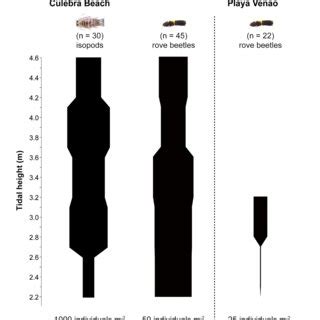 Kite Diagrams Showing The Distribution Of Isopods And Rove Beetles At